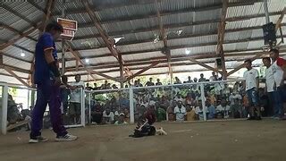 3cock derby champion (3rd Fight) .